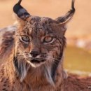 푸른종합동물병원 이미지