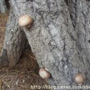 준성농장 이미지