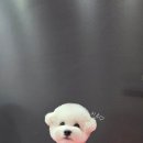 시루 반려견 미용 이미지