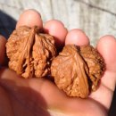 귀족호도 이미지