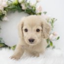 한마부분정비 | 서부리강아지분양 장난꾸러기 닥스훈트