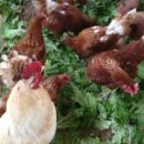 가람뫼농장 이미지