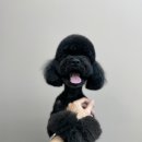 뚜뚜멍멍 이미지