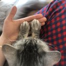 멍개그루밍 이미지