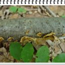 황금버섯 이미지