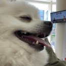 원헬스 동물의료센터 | [울산 남구 동물병원] 일요일, 공휴일, 야간 진료하는 신복 무거동 동물병원, 원헬스 동물의료센터