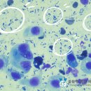 올림픽동물의료센터 이미지