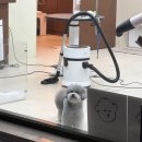 궁댕이 애견미용실 이미지