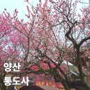 세운교통(주) | 부산에서 뚜벅이 양산 통도사 능수매화 자장매 우담바라 실시간 개화 상황 대중교통 가는법