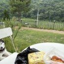 포리애견 이미지