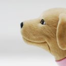 닥터표 동물병원 이미지