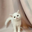 요미캣 고양이분양 일산점 이미지