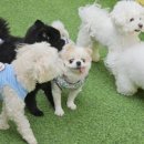 애견스토리 이미지