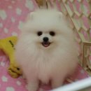 화이트 페어리 이미지