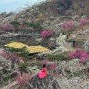 명당1길 | 2026 광양 매화축제 기간 총정리, 매화마을 주차장 명당부터 개화 현황까지