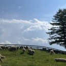 운전교차로목장 이미지