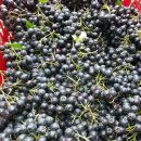 정대농장 이미지