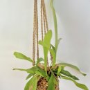 행잉플랜트 공기정화식물체험 이미지