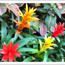 아나나스 이미지