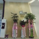 하카전자담배사직 이미지