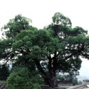 덕산초교 옆 이미지