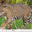 [동물 이야기] 아메리카 대륙 호령하는 맹수… 나무 위·물속에서도 사냥할 수 있어요 이미지