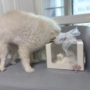 포포픽스 이미지