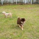 강아지 천국 이미지