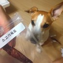 펫츠토리 | [반려견 간식] 애견 수제 간식 &#39;펫츠토리&#39; 주문 후기 및 리뷰_잭 러셀 테리어 나초가 시식해 보았습니다!