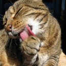 그루밍 하니 이미지