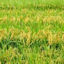 한산1리 이미지