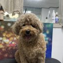 꼬맹이네 멍발소 이미지