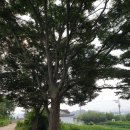 느티나무 이미지