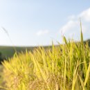 와촌정미소 이미지