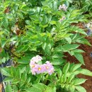 삼기면 괴소리 마을회관 이미지