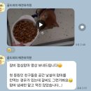골드퍼피 애견유치원 | 노원구강아지유치원 공릉애견유치원 갈비 성향테스트 다녀왔어요 [골드퍼피애견유치원]