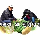금강땅콩 이미지