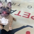 마이펫아카데미 이미지