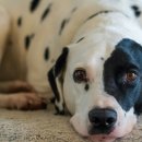 레알피부전문동물병원 이미지