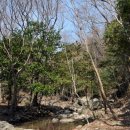 쌍계사 상록수림 이미지