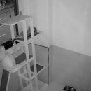 고양이 미용&호텔 뽀냥 이미지