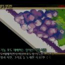 포도향기 이미지