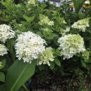 꽃잎펜션 이미지