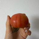 대저팜 | 단짠단짠 신선한 ‘비오그린팜 짭짤이 대저토마토‘