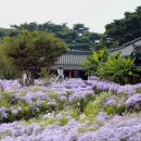 # 벌개미취 축제 이미지