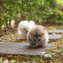 퍼피케어 이미지