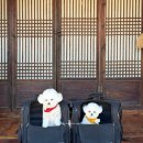 삼국식당 | 경주 애견 동반 맛집 삼국식당 삼국애 닭볶음탕 순두부찌개