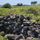 온평환해장성 이미지