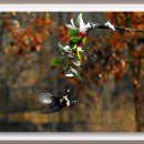 숲속의하루 이미지