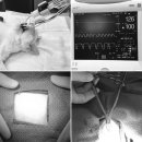 영인동물병원 이미지